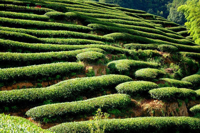 плантации чая сорта оолонг (улун)